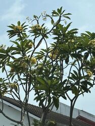 Ban Guan Park (D10), Semi-Detached #630552141